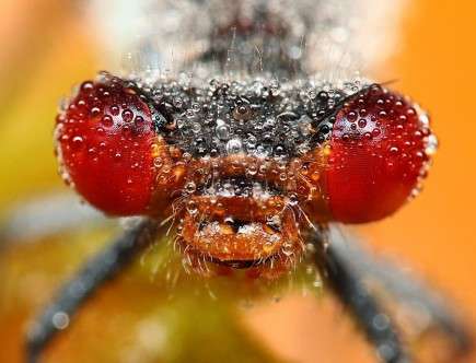 sleeping insects a