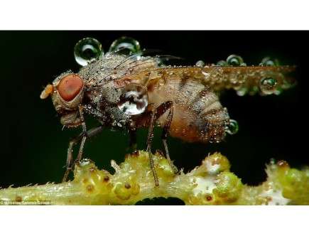 sleeping insects b