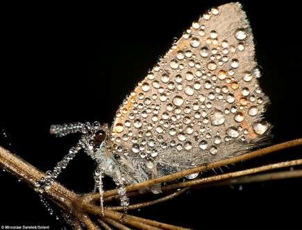 sleeping insects c