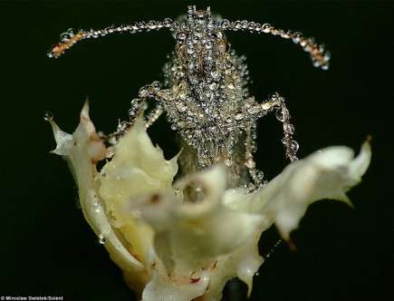 sleeping insects d