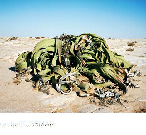 oldest living things oldest living things