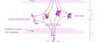 sequence_reza_white_acid_purple_small